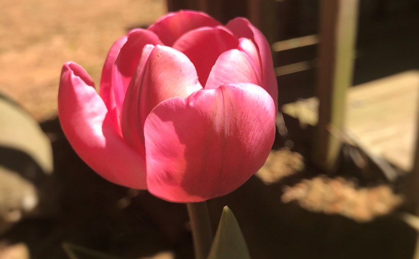 Plexus and the Pink Drink Progress Update: Fibro symptoms&nbsp;reduced.